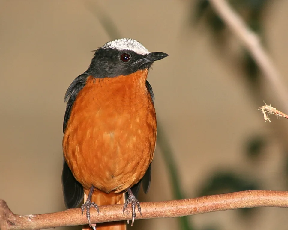 Vogel mit schwarzem Kopf, weißer Stirn und orangefarbener Brust sitzt auf einem Zweig vor unscharfem beigefarbenem Hintergrund.