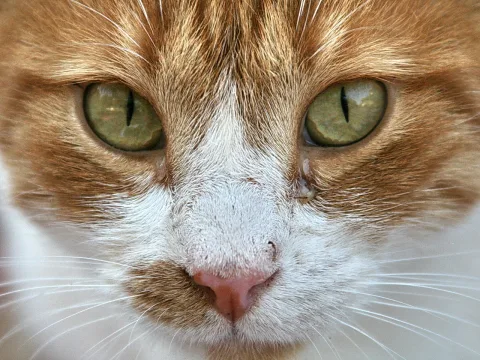 Nahaufnahme des Gesichts einer rot-weiß getigerten Katze mit grünen Augen und rosafarbener Nase, frontal in die Kamera gerichtet.