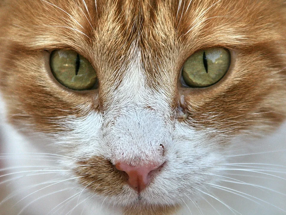 Nahaufnahme des Gesichts einer rot-weiß getigerten Katze mit grünen Augen und rosafarbener Nase, frontal in die Kamera gerichtet.