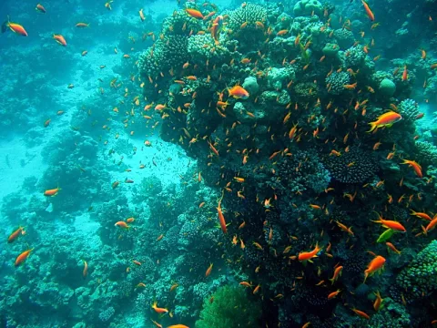 Unterwasseraufnahme eines dichten Korallenriffs mit zahlreichen orangefarbenen Fischen im blaugrünen Wasser