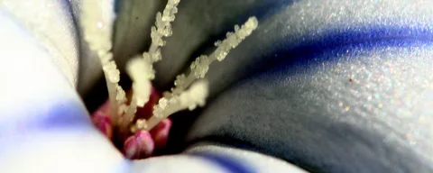 Nahaufnahme einer weiß-blauen Blüte mit weißen Staubfäden und rosafarbenem Blütenboden