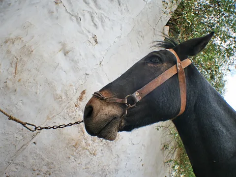 Dunkler Pferdekopf mit braunem Lederhalfter vor einer weiß getünchten Wand, im Hintergrund grünes Laub.