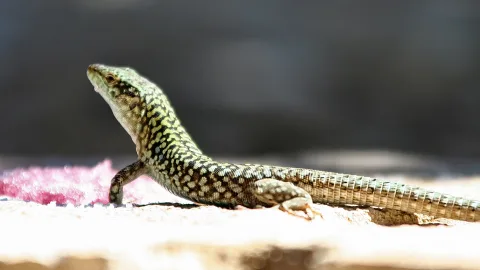 Eine grün und schwarz gemusterte Eidechse hebt den Kopf und steht auf einem sonnenbeschienenen Steinboden, im Hintergrund unscharfes Dunkel.