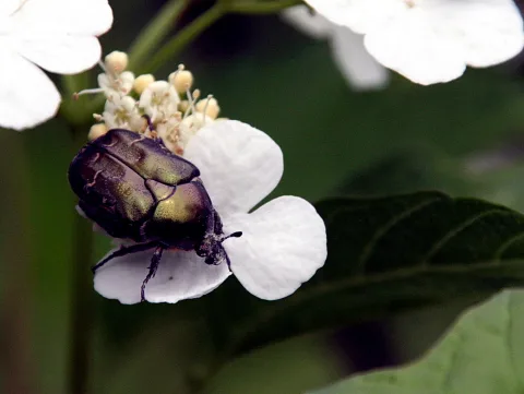 Ein grün schimmernder Rosenkäfer sitzt auf einer weißen Blüte, im Hintergrund unscharfes dunkelgrünes Laub.
