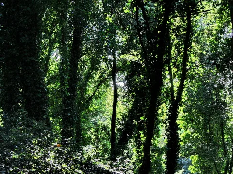 Dichter Wald mit dunklen Baumstämmen, über die Sonnenlicht durch das grüne Blätterdach fällt. Im Unterholz liegt Schatten.