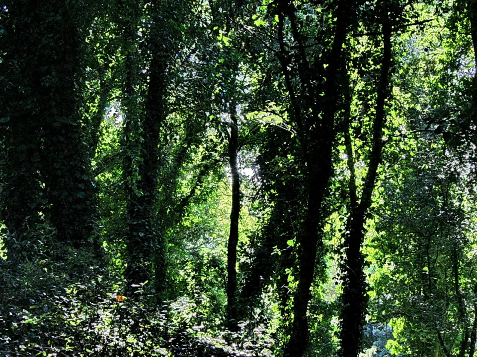Dichter Wald mit dunklen Baumstämmen, über die Sonnenlicht durch das grüne Blätterdach fällt. Im Unterholz liegt Schatten.