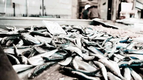 Viele kleine silbrig-blaue Fische liegen dicht gedrängt auf einer Auslage, dahinter verschwommen ein Marktstand mit Menschen.