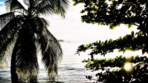 Schlanke Kokospalme links im Bild vor ruhigem Meer, rechts ragt ein Zweig mit grünen Blättern ins Bild, im Hintergrund eine bewaldete Insel und Gegenlicht.