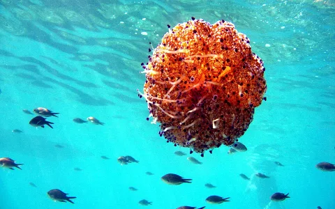 Orangebraune Qualle mit hellen Tentakeln im türkisfarbenen Wasser, umgeben von dunklen Fischen