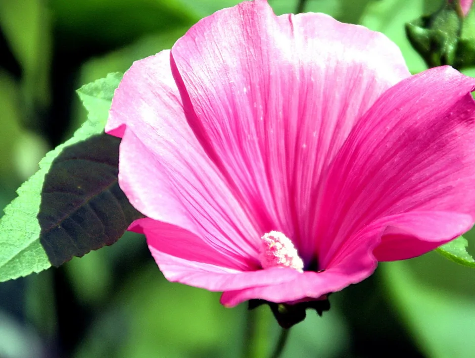 Nahaufnahme einer rosafarbenen Malvenblüte mit hellem Blütenstempel vor unscharfem grünem Hintergrund, links ein Blatt.