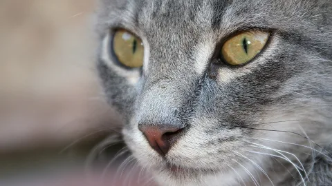 Nahaufnahme des Kopfes einer grauen Katze mit grün-gelben Augen und langen Schnurrhaaren vor unscharfem, beigem Hintergrund.