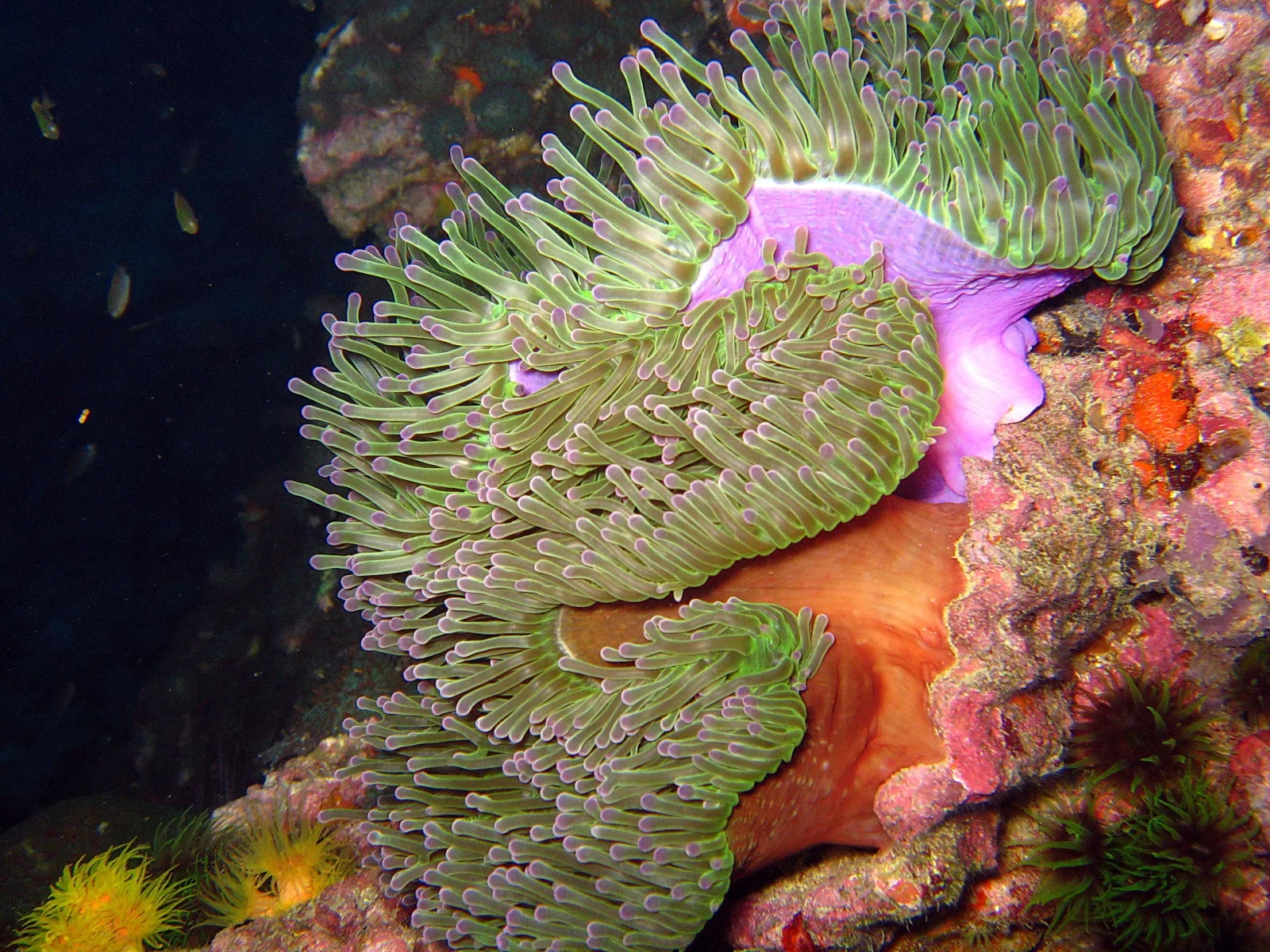 Grün-lila Seeanemone mit langen Tentakeln vor einem bunten Korallenriff, links dunkles Wasser, unter Wasser fotografiert.