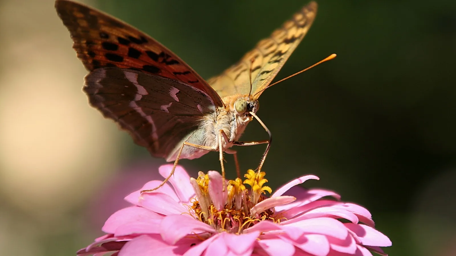 Ein brauner Schmetterling mit Rüssel sitzt auf einer rosafarbenen Zinnienblüte vor dunkel verschwommenem Grün.