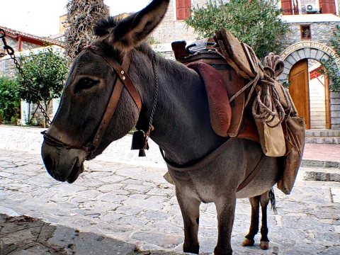Ein grauer Esel mit Halfter und Packsattel steht auf einer gepflasterten Gasse vor einem Steinhaus mit Bogentür.