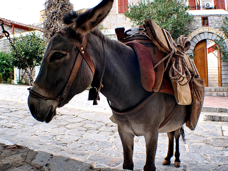 Ein grauer Esel mit Halfter und Packsattel steht auf einer gepflasterten Gasse vor einem Steinhaus mit Bogentür.