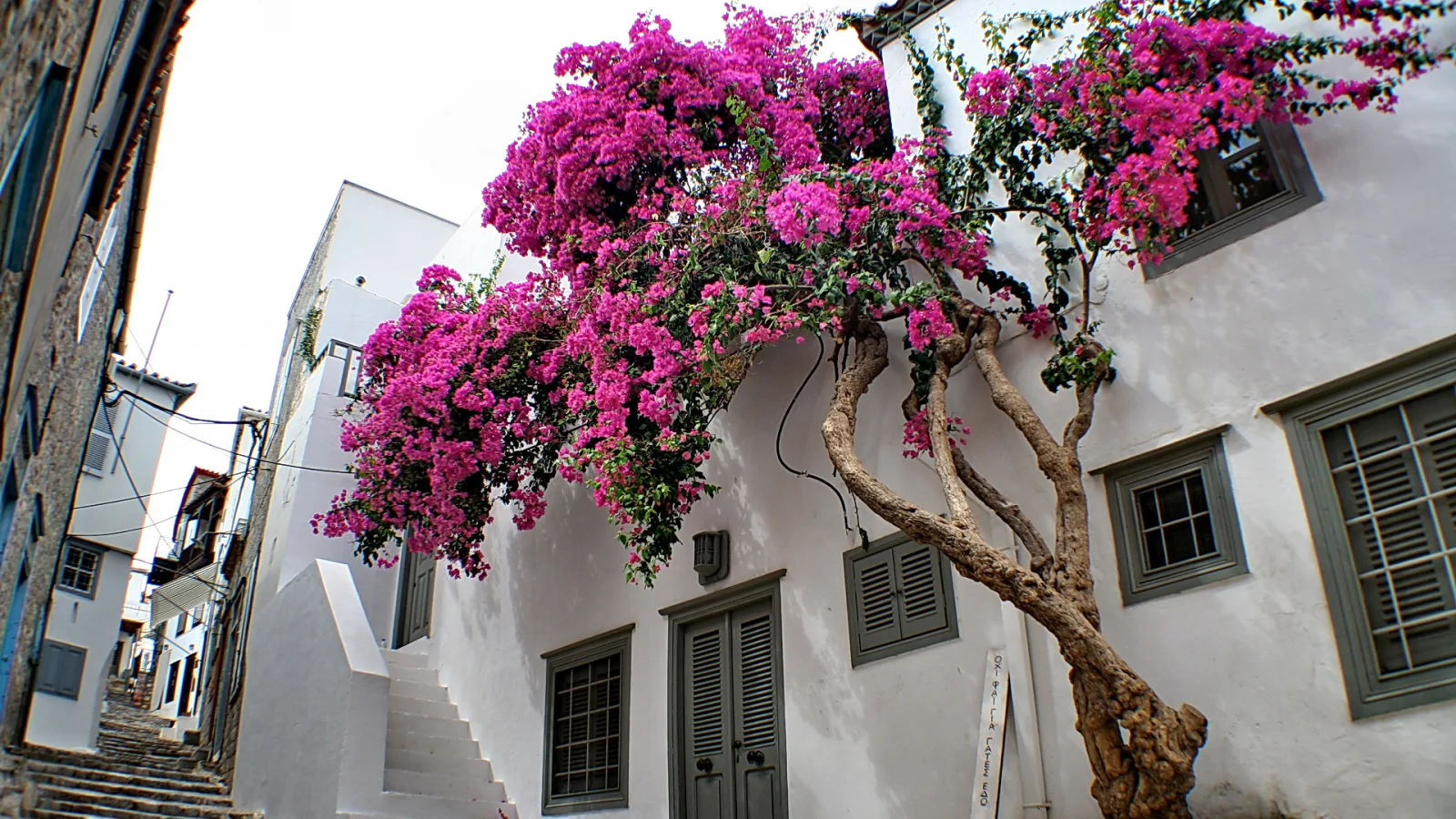 Ein Bougainvillea-Strauch mit magentafarbenen Blüten wächst über eine weiß getünchte Hauswand mit grünen Fensterläden, links führt eine Treppe durch eine schmale Gasse.