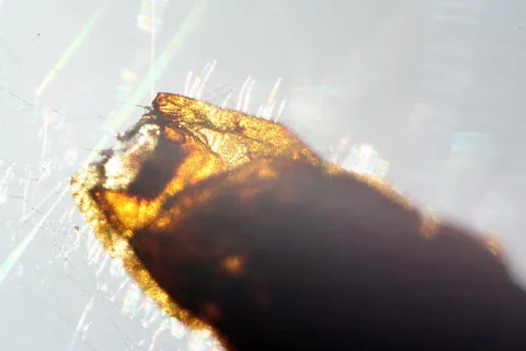 Makroaufnahme einer toten Fliege im Gegenlicht, orange und braun schimmernd, dahinter feine Spinnennetzfäden auf hellgrauem Grund.