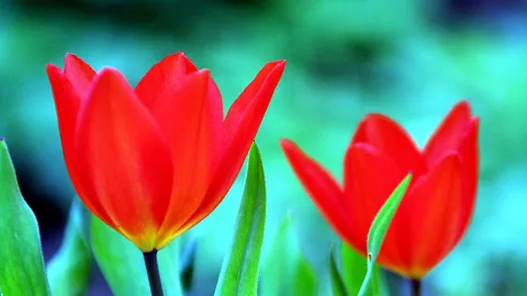 Zwei rote Tulpen mit grünen Blättern vor unscharfem türkisgrünem Grund