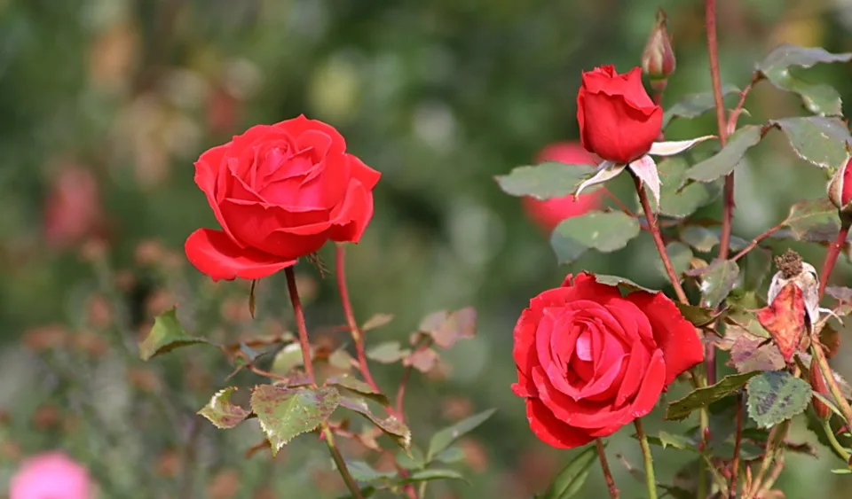 Zwei aufgeblühte rote Rosen und eine geschlossene Knospe an einem Rosenstock vor unscharfem grünem Hintergrund.