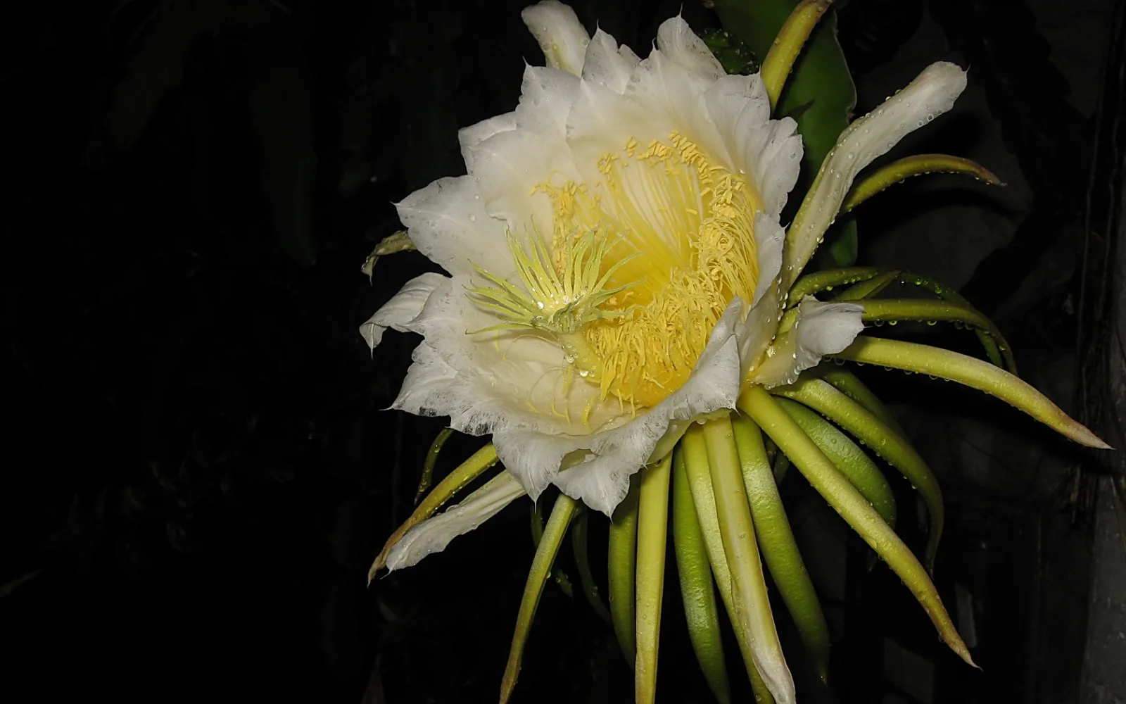 Große weiße Kaktusblüte mit gelbem Staubblattkranz vor schwarzem Hintergrund, an den grünen Knospen glänzen Wassertropfen.