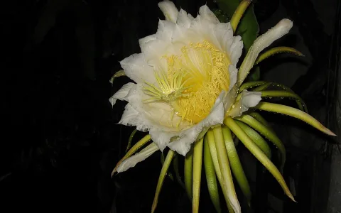 Große weiße Kaktusblüte mit gelbem Staubblattkranz vor schwarzem Hintergrund, an den grünen Knospen glänzen Wassertropfen.