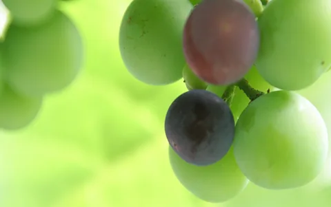 Nahaufnahme einer Traubendolde mit grünen und zwei dunkelroten Beeren vor unscharfem, hellgrünem Hintergrund.