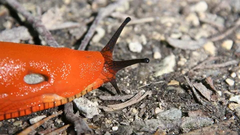 Nahaufnahme einer leuchtend orangefarbenen Nacktschnecke mit langen, dunklen Fühlern auf kiesigem, erdigem Untergrund