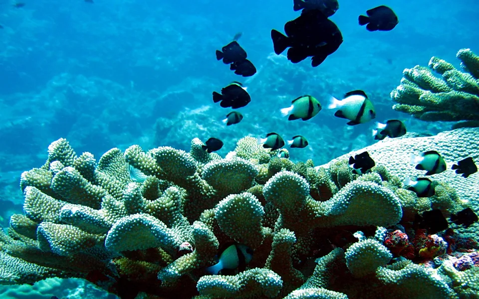 Unterwasseraufnahme eines Korallenriffs mit weißen, verzweigten Korallen. Mehrere schwarze und schwarz-weiß gestreifte Fische schwimmen im blauen Wasser.
