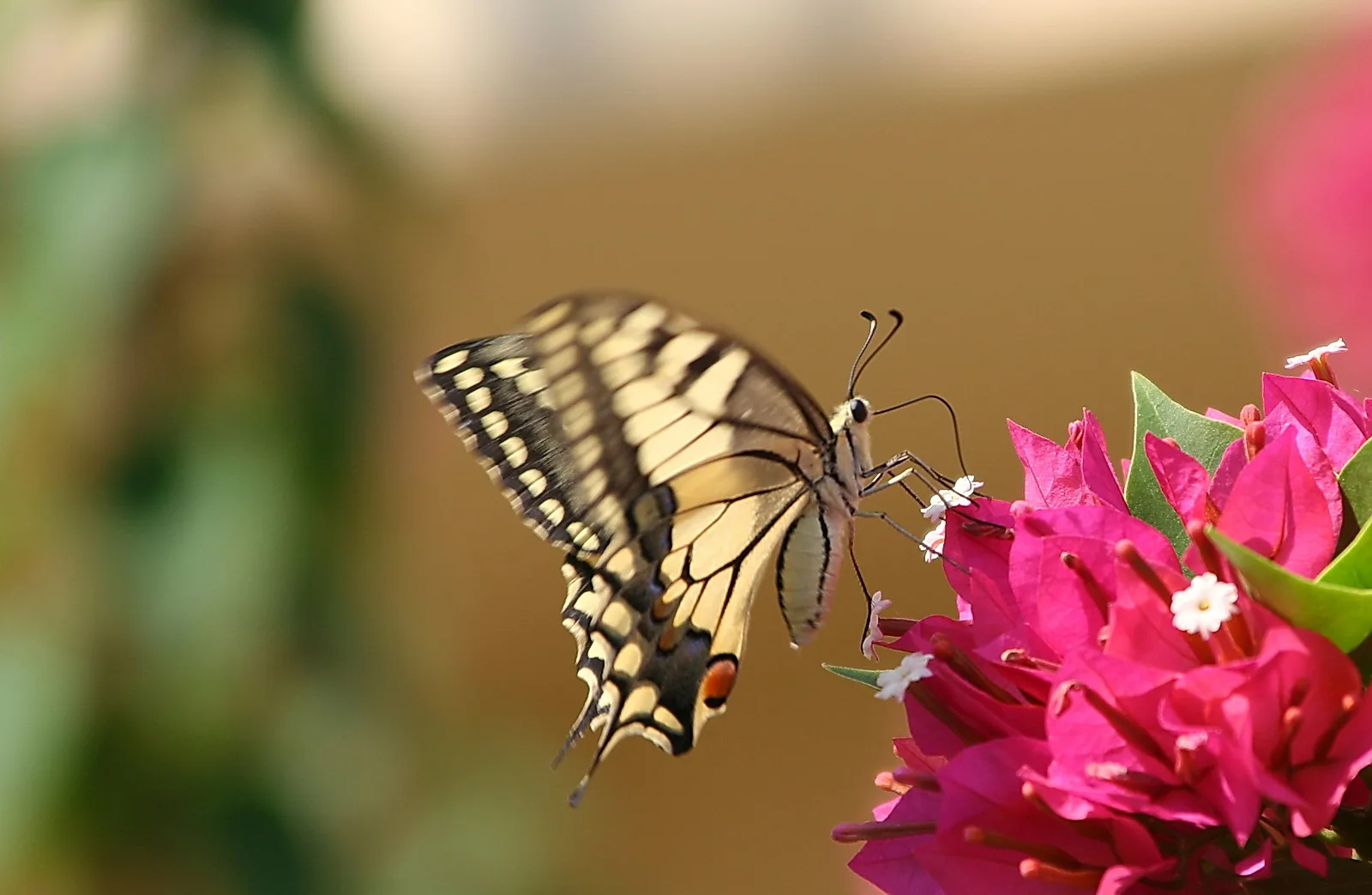 Ein gelb-schwarz gezeichneter Schwalbenschwanz sitzt seitlich an pinken Bougainvillea-Blüten, der Hintergrund ist unscharf braun und grün.