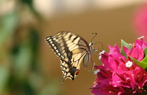 Ein gelb-schwarz gezeichneter Schwalbenschwanz sitzt seitlich an pinken Bougainvillea-Blüten, der Hintergrund ist unscharf braun und grün.