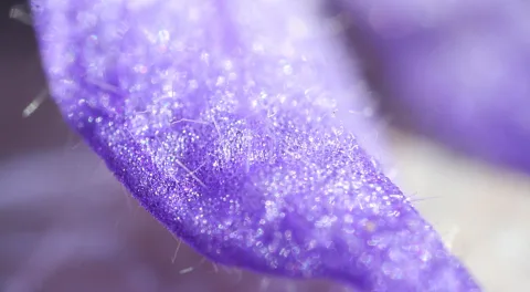 Nahaufnahme eines violetten Blütenblatts mit feinen Härchen und glänzenden Tröpfchen auf der Oberfläche, Hintergrund unscharf in Lila.