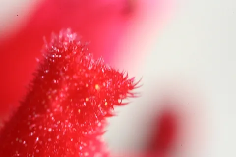 Makroaufnahme eines leuchtend roten, behaarten Pflanzenteils mit kleinen Tröpfchen oder Pollen, rechts verschwommen in Weiß und Rosa.