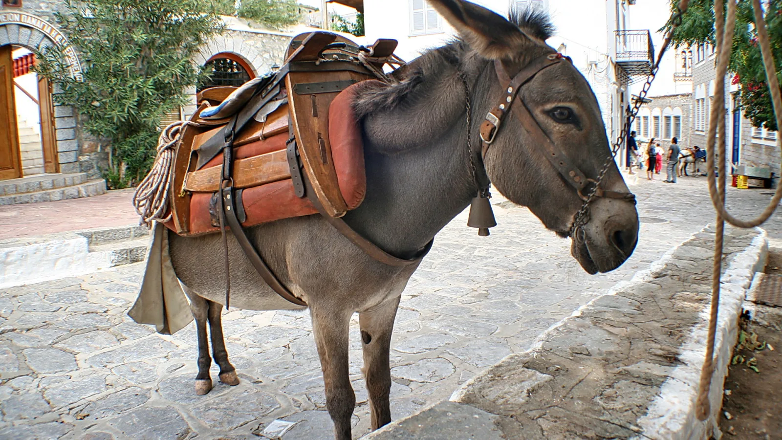 Graubrauner Esel mit Halfter und Holzsattel steht auf einer Gasse mit Kopfsteinpflaster, im Hintergrund Hauswände und Menschen.