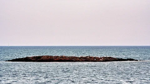 Eine flache, dunkle Felseninsel mit vielen hellen Vögeln liegt auf ruhigem, blaugrauem Meer unter blassem Himmel, am linken Rand ist ein kleines Segelboot am Horizont zu sehen.