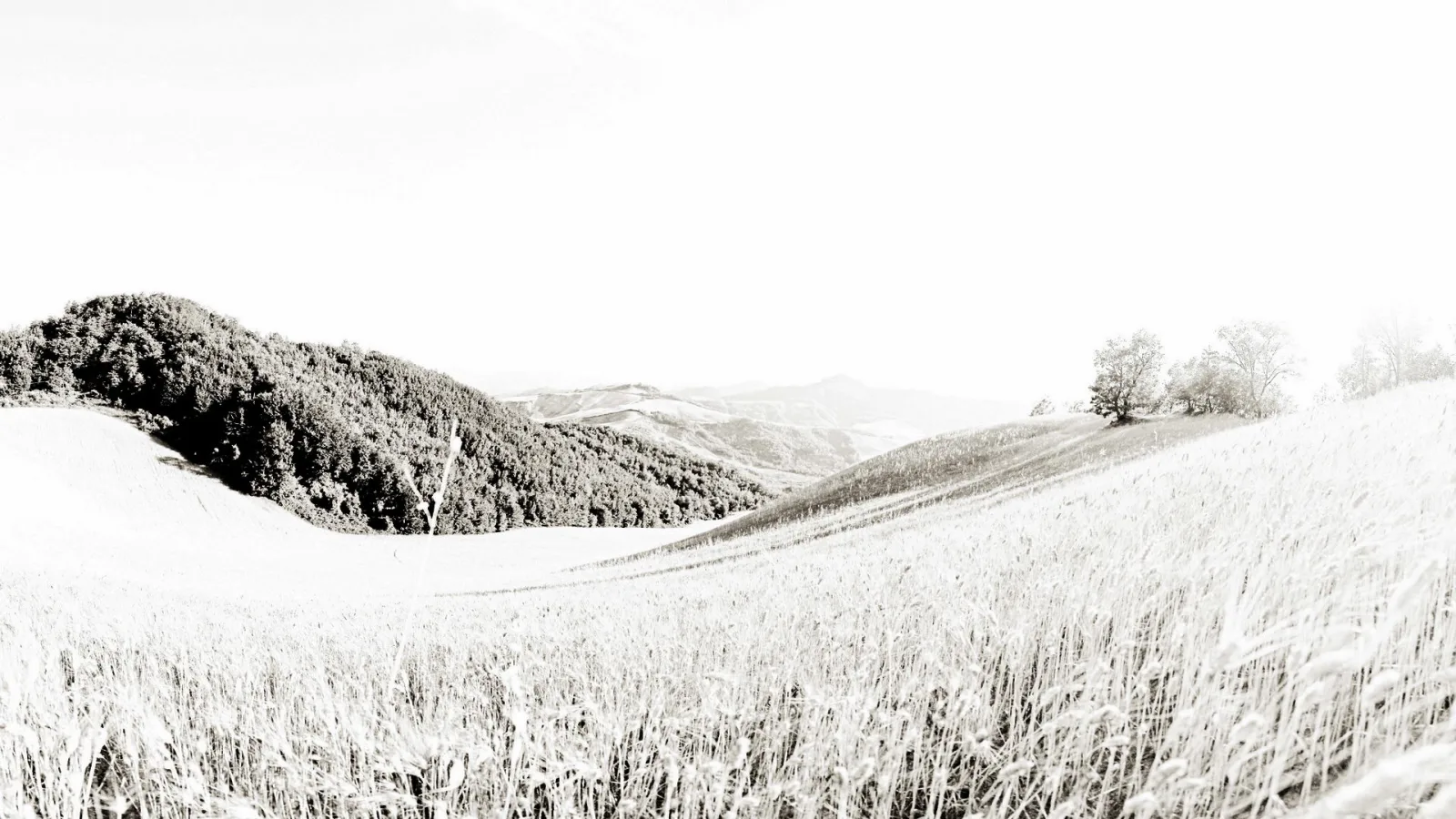 Sanfte Hügel mit dichtem Wald links, ein Getreidefeld im Vordergrund und blasse Berge im Dunst unter hellem Himmel, in Sepiatönen.