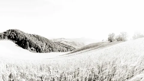 Sanfte Hügel mit dichtem Wald links, ein Getreidefeld im Vordergrund und blasse Berge im Dunst unter hellem Himmel, in Sepiatönen.