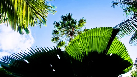 Blick von unten nach oben auf grüne Palmwedel vor blauem Himmel mit wenigen Wolken, in der Mitte eine schlanke Palme.