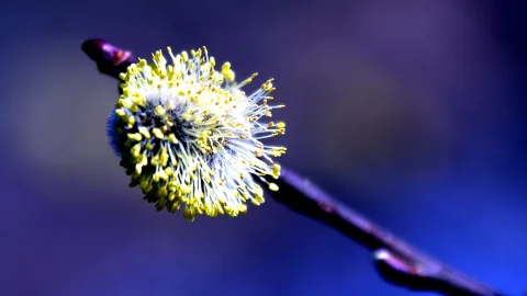 Ein gelblich-weißes Weidenkätzchen mit vielen Staubblättern sitzt am Ende eines dunklen Zweigs vor unscharfem blauem Hintergrund.