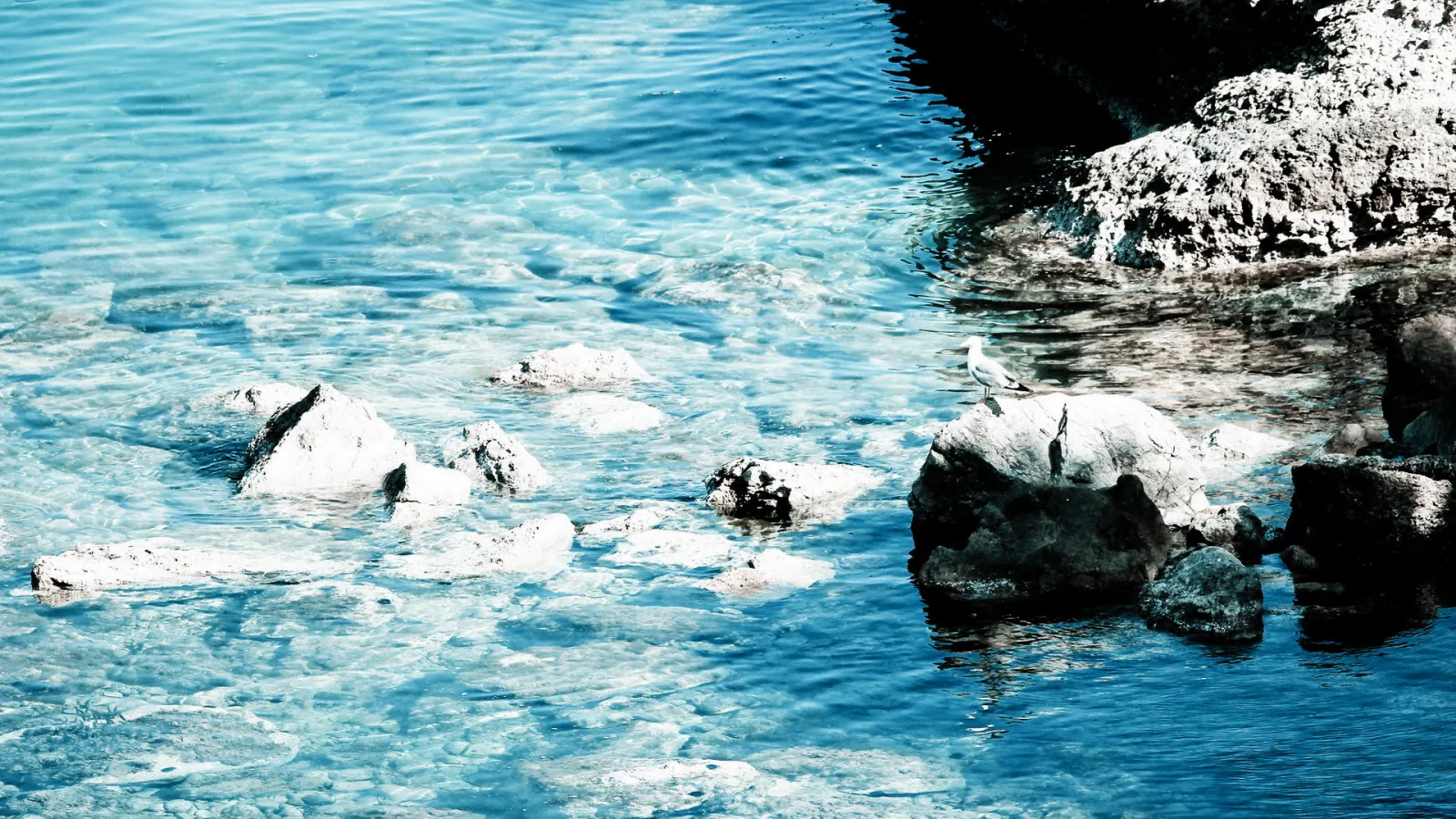 Blaues, klares Meerwasser mit hellen Felsen im Vordergrund; rechts sitzt eine Möwe auf einem dunklen Felsen am Ufer.