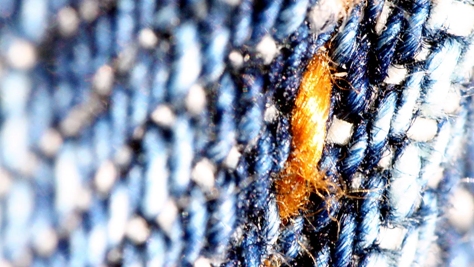Nahaufnahme von blauem Jeansstoff mit einem orangefarbenen Insekt in der Bildmitte.
