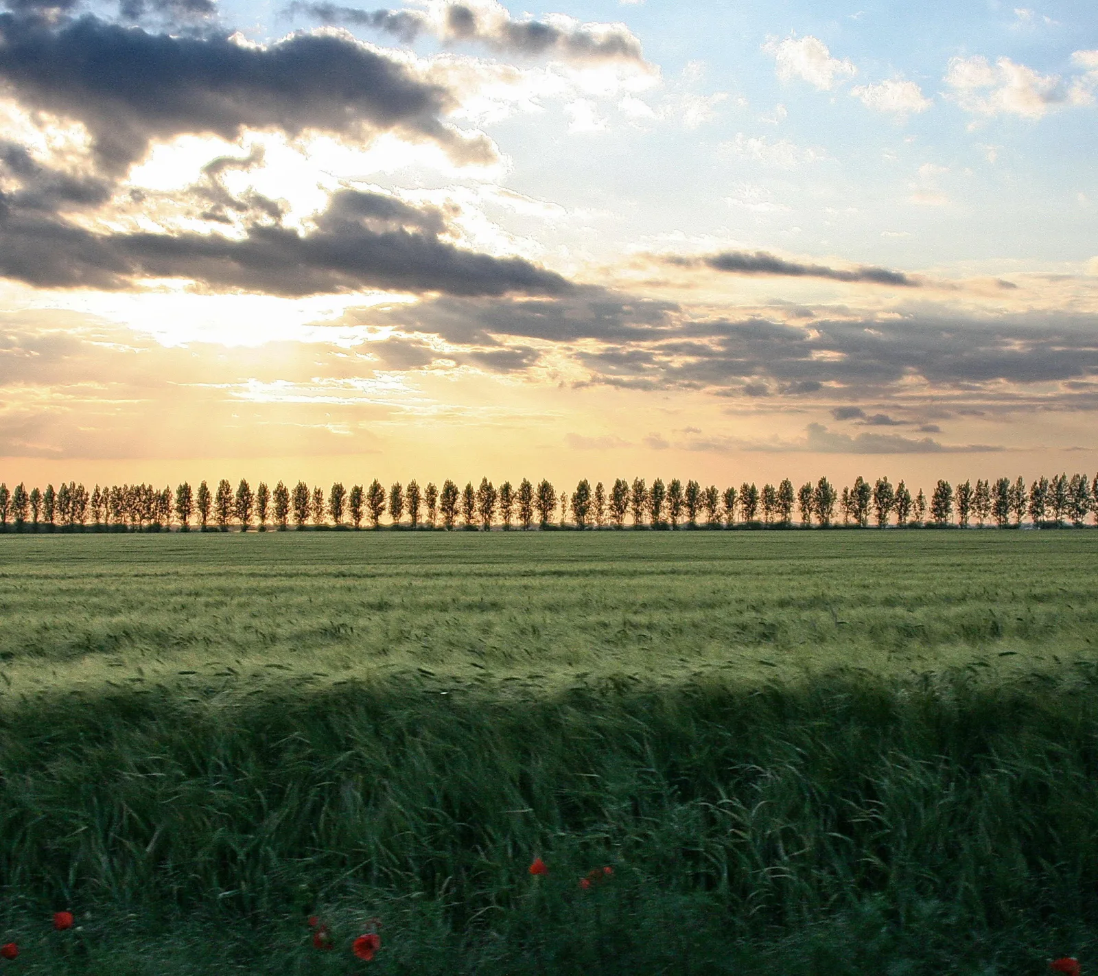 Eine Reihe schlanker Pappeln zieht sich am Horizont entlang, davor ein grünes Getreidefeld mit einzelnen roten Mohnblumen im Vordergrund, darüber ein Himmel mit Wolken im Abendlicht.