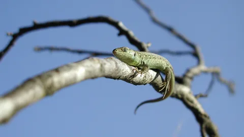 Eine grüne Echse liegt auf einem hellgrauen, kahlen Ast vor blauem Himmel, der Kopf nach links gerichtet, der Schwanz hängt nach unten.