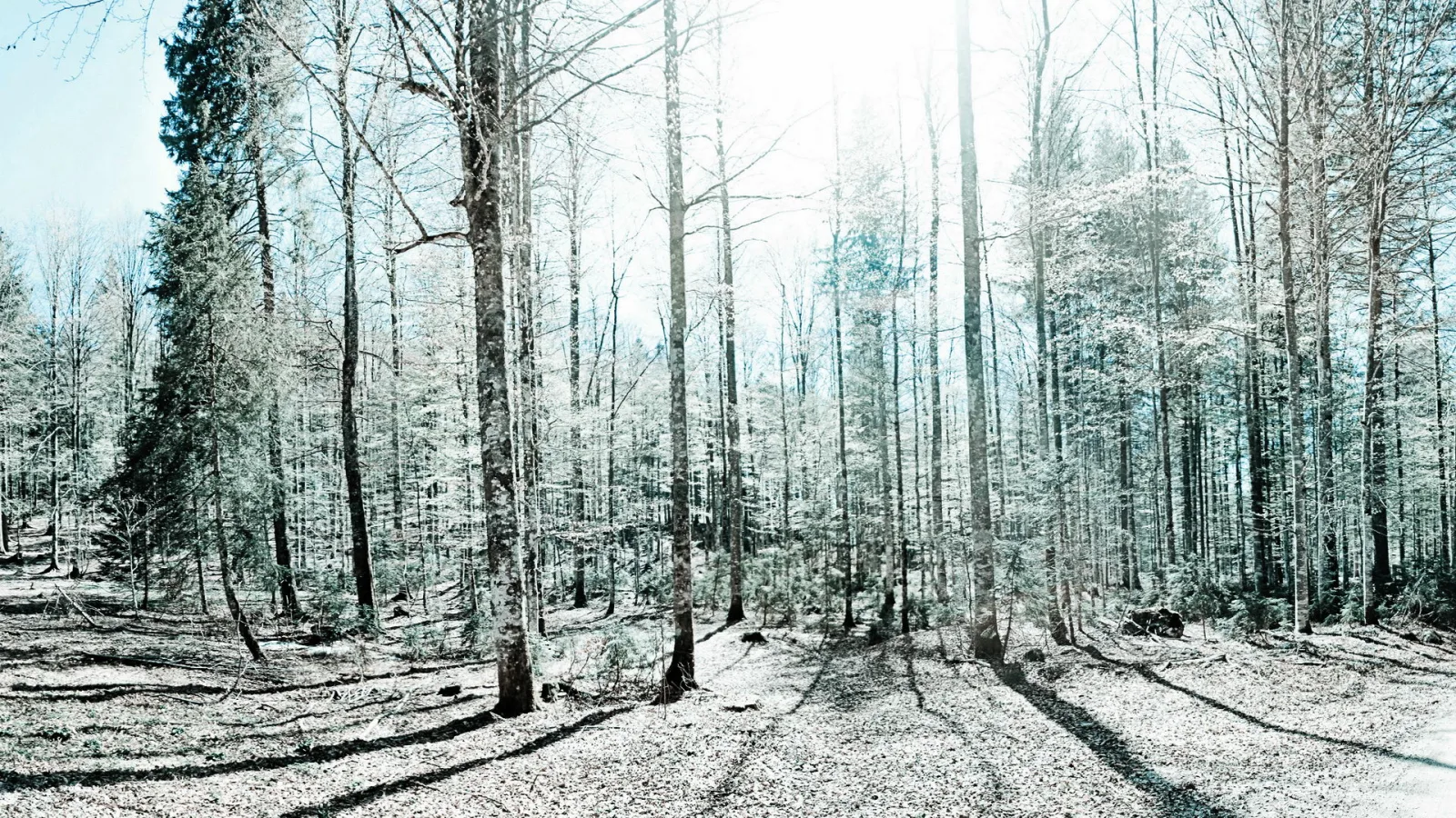 Hoher Wald mit schlanken, kahlen Baumstämmen, helle Sonne im Hintergrund und lange Schatten auf dem Waldboden.