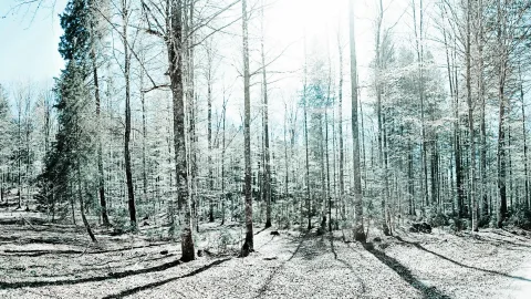 Hoher Wald mit schlanken, kahlen Baumstämmen, helle Sonne im Hintergrund und lange Schatten auf dem Waldboden.