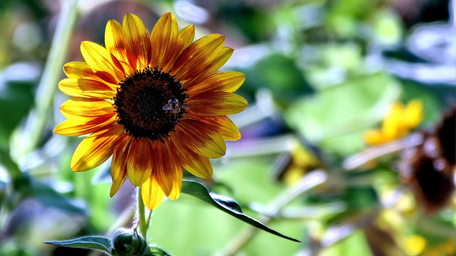 Eine gelbe Sonnenblume mit orangefarbenen Blütenblättern und einer Biene auf der dunklen Mitte, davor und dahinter unscharfes grünes Laub.