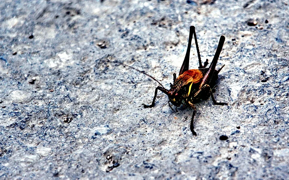 Eine braun-orange Heuschrecke mit langen Beinen und Fühlern steht auf einem grauen, körnigen Steinboden.