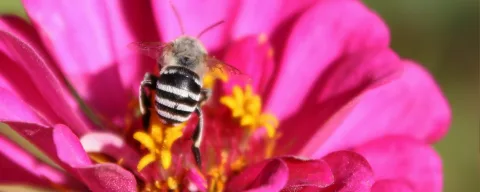 Gestreifte Biene sitzt auf einer pinken Zinnienblüte und sammelt Pollen zwischen gelben Staubgefäßen.