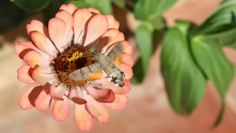 Ein Taubenschwänzchen schwebt vor einer rosafarbenen Zinnie und saugt mit dem Rüssel Nektar aus der gelben Blütenmitte, im Hintergrund unscharfe grüne Blätter.