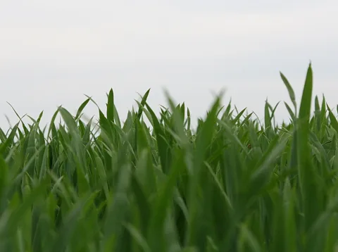 Nahaufnahme von dichten, grünen Grashalmen, die von unten ins Bild ragen, vor einem bedeckten, grauen Himmel.