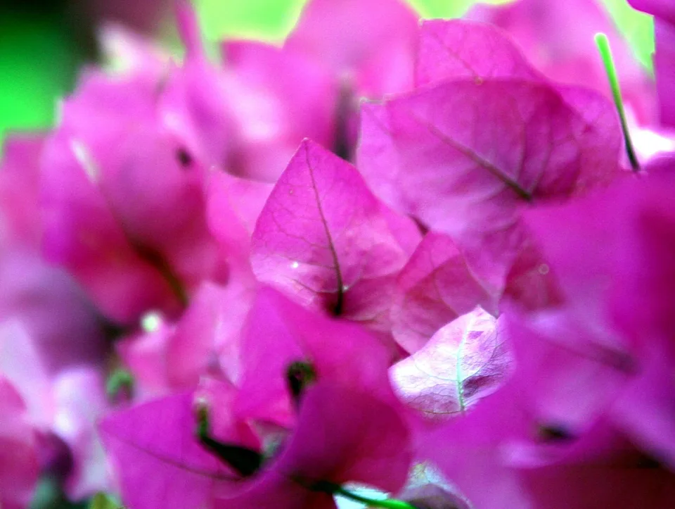 Nahaufnahme pinker Bougainvillea-Hochblätter mit sichtbaren Adern, im Hintergrund grün unscharf.
